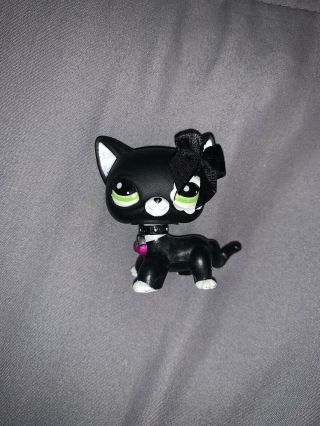 Littlest Pet Shop 2249 Shorthair Cat Rare Black Authentic W/collar