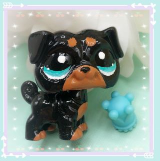 Littlest Pet Shop Ooak Handpainted Custom Rottweiler Black Brown Puppy Dog Lps