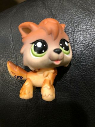 Littlest Pet Shop Authentic 2141 Brown Tan Timber Wolf Green Eyes
