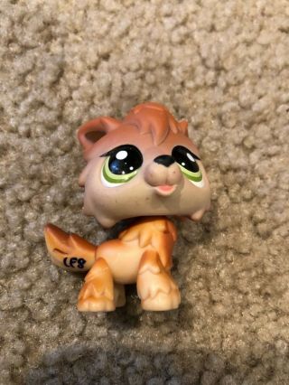 Littlest Pet Shop Authentic 2141 Brown Tan Timber Wolf Green Eyes 2