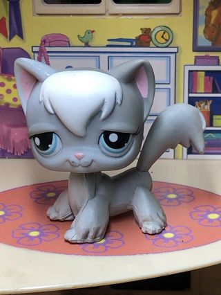 Littlest Pet Shop Authentic Lps 345 Gray White Angora Long Hair Cat Blue Eyes