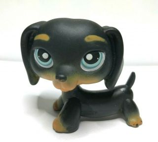 Authentic Littlest Pet Shop - Hasbro Lps - 325 Black Dachshund Blue Dot Eyes