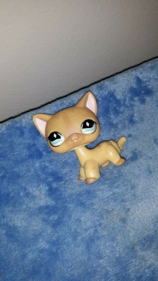Littlest Pet Shop 886 Tan Striped Short Hair Cat Blue Diamond Eyes Blemished