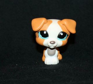 Littlest Pet Shop Tan White Gray Jack Russell Terrier 1093 Blue Eyes Dog