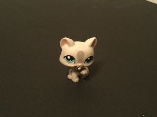1472 Littlest Pet Shop Lps Cat Shorthair Kitten Grey White Licking Paw