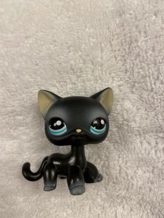 994 Black Short Hair Cat Littlest Pet Shop Hasbro Authentic Blue Eyes