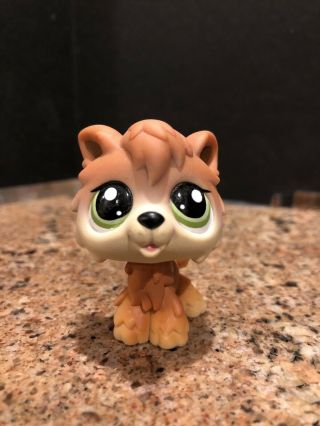 Littlest Pet Shop Authentic 2141 Brown Tan Timber Wolf Green Eyes Rare