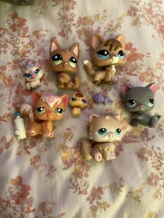 Five Littlest Pet Shop Cats With Accessories