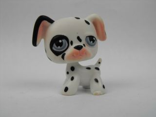 Littlest Pet Shop Dalmatian Black And White With Blue Eyes Hasbro Authentic