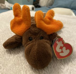 Ty Beanie Baby Chocolate The Moose Pvc 1993,  3rd/1st Gen,  Mwmt Rare