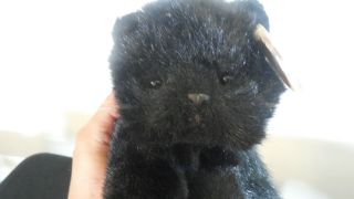 Ty Beanie Babies Licorice The Black Cat Kitten From 1997