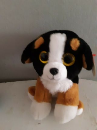 Ty Roscoe Beanie Boos Dog 6 " Puppy Black Brown White Plush Toy Hang Tag