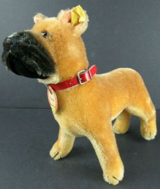 Vintage Steiff Boxer Dog W/button & Paper Tag & Collar Approx.  10 " Long