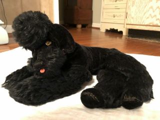 13 " Vtg German Steiff Snobby Poodle Dog Stuffed Mohair Black W Collar & Button