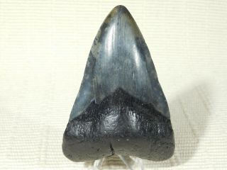 A BIG and Natural Carcharocles MEGALODON Shark Tooth Fossil 142gr 2