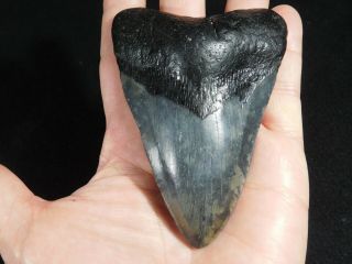 A BIG and Natural Carcharocles MEGALODON Shark Tooth Fossil 142gr 3