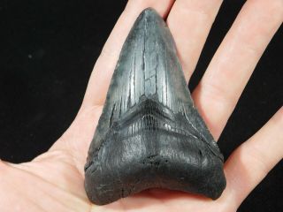 A BIG and 100 Natural Carcharocles MEGALODON Shark Tooth Fossil 108gr 2