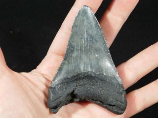 A BIG and 100 Natural Carcharocles MEGALODON Shark Tooth Fossil 108gr 3