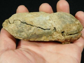 A BIG 100 Natural Flexicalymene Trilobite Fossil in a Split NODULE 289gr 2