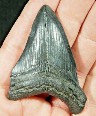 A Larger And Natural Carcharocles Megalodon Shark Tooth Fossil 34.  3gr
