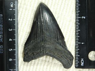 A Larger and Natural Carcharocles MEGALODON Shark Tooth Fossil 34.  3gr 2