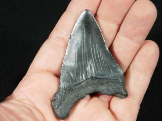 A Larger and Natural Carcharocles MEGALODON Shark Tooth Fossil 34.  3gr 3