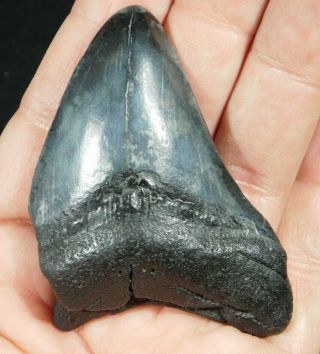 A Larger And Natural Carcharocles Megalodon Shark Tooth Fossil 48.  0gr
