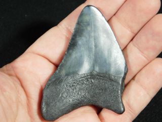 A Larger and Natural Carcharocles MEGALODON Shark Tooth Fossil 48.  0gr 2