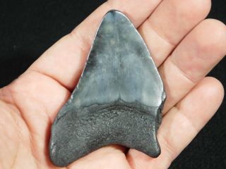 A Larger and Natural Carcharocles MEGALODON Shark Tooth Fossil 48.  0gr 3