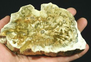A Big 210 Million Year Old Polished Petrified Wood Fossil Madagascar 680gr