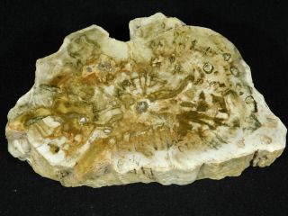 A Big 210 Million Year Old Polished Petrified Wood Fossil Madagascar 680gr 3