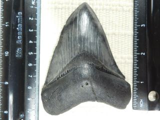 A Big And Natural Carcharocles Megalodon Shark Tooth Fossil 147gr