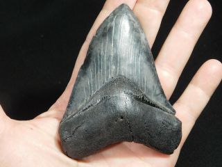 A BIG and Natural Carcharocles MEGALODON Shark Tooth Fossil 147gr 2