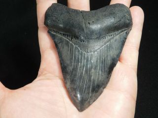 A BIG and Natural Carcharocles MEGALODON Shark Tooth Fossil 147gr 3