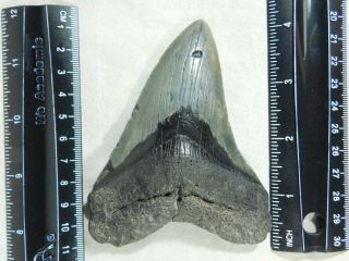 A BIG and 100 Natural Carcharocles MEGALODON Shark Tooth Fossil 129gr 2