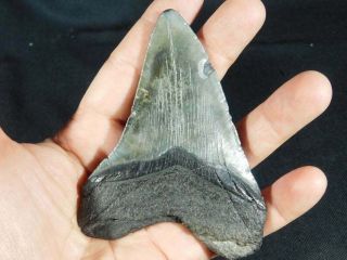 A BIG and 100 Natural Carcharocles MEGALODON Shark Tooth Fossil 129gr 3