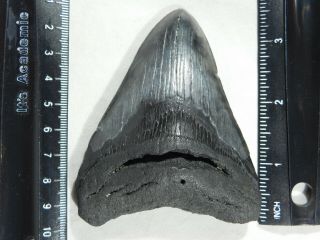 A Big and 100 Natural Carcharocles MEGALODON Shark Tooth Fossil 111gr 2