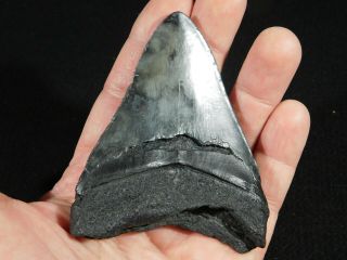 A Big and 100 Natural Carcharocles MEGALODON Shark Tooth Fossil 111gr 3