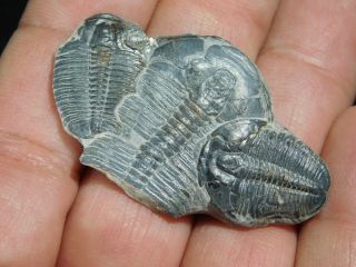 THREE Larger Entwined 500 Million Year Old Elrathia Trilobite Fossils Utah 9.  91 2