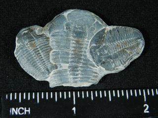 THREE Larger Entwined 500 Million Year Old Elrathia Trilobite Fossils Utah 9.  91 3