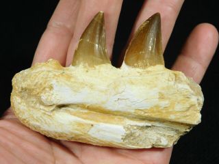 A Natural 100 Million YEAR Old Mosasaur JAW Fossil With TWO TEETH 111gr 2