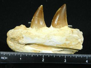 A Natural 100 Million YEAR Old Mosasaur JAW Fossil With TWO TEETH 111gr 3