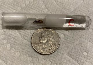 Lasius Neoniger Ant Queen (queen C)