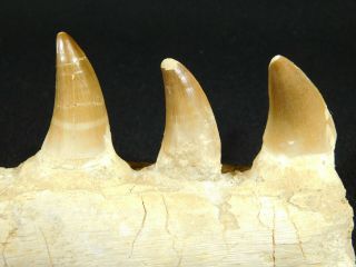 A Natural 100 Million YEAR Old Mosasaur JAW Fossil With THREE Teeth 328gr 2