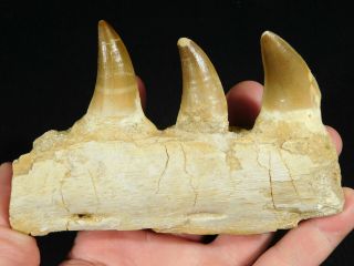 A Natural 100 Million YEAR Old Mosasaur JAW Fossil With THREE Teeth 328gr 3