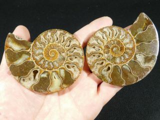 A Larger Cut & Polished 120 Million Year Old Ammonite Fossil With Stands 159gr 3