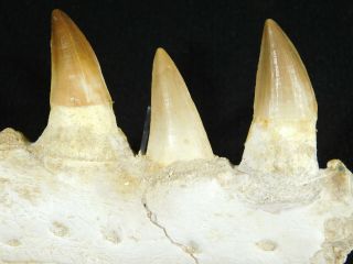 A Natural 100 Million YEAR Old Mosasaur JAW Fossil With THREE Teeth 303gr 2