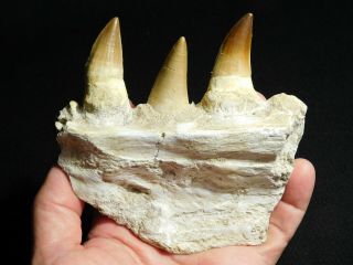A Natural 100 Million YEAR Old Mosasaur JAW Fossil With THREE Teeth 303gr 3