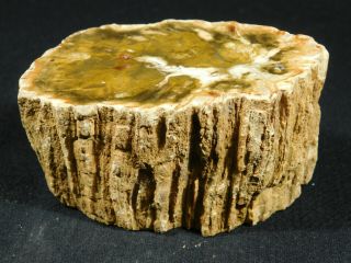 Perfect BARK A Larger 240 Million Year Old Polished Petrified Wood Fossil 609gr 2