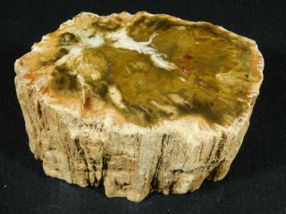 Perfect BARK A Larger 240 Million Year Old Polished Petrified Wood Fossil 609gr 3